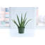 Live Aloe Vera Plant, 6" Diameter