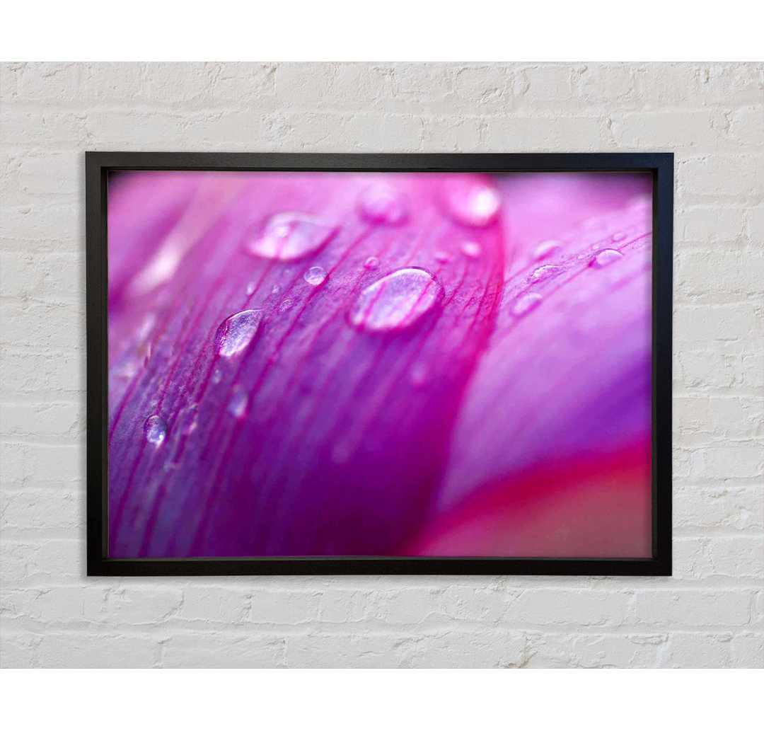 Pink Petal Dewdrop Beauty - Einzelner Bilderrahmen Kunstdrucke auf Leinwand