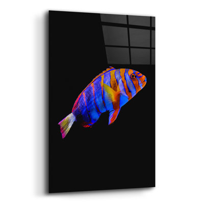 " Australian Harlequin Tuskfish " by Epic Portfolio