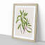 Ngaio Flowers by Sarah Featon - Framed Print-55577067-55577062