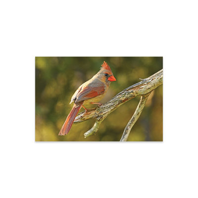 «Northern Cardinal» sur plastique / acrylique par Brian Wolf