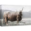 «Animals Shetland Cow in Mountain Range» sur toile-93629348-93629347