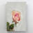 Pink Rose In Bloom Close Up Photo 3 - 1 Piece Rectangle Graphic Art Print On Wrapped Canvas-386991543