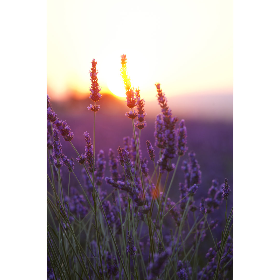 Lavendelblüten und Sonnenuntergang