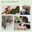 243.84cm H Cat Tree