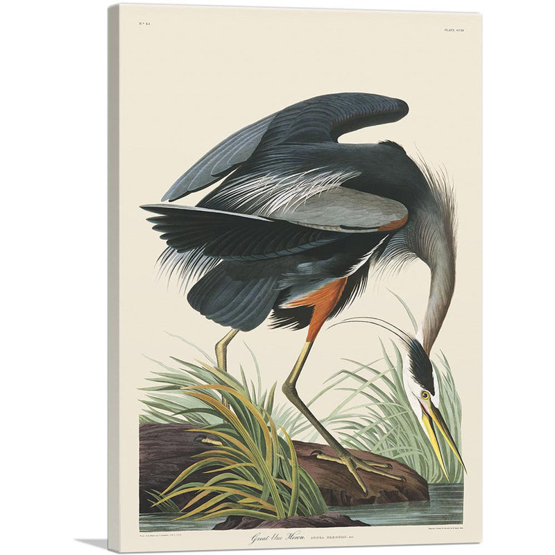 «Great Blue Heron» par James Audubon, reproduction d'art sur toile tendue, H 18 po x l 12 po x 1,5 po