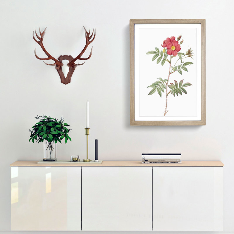 Red-Leaved Rose by Pierre-Joseph Redoute - Picture Frame Painting Print, Oak Framed, 36cm H x 27cm W x 2cm D