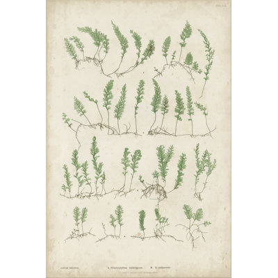 Ferns III by Bradbury - Painting