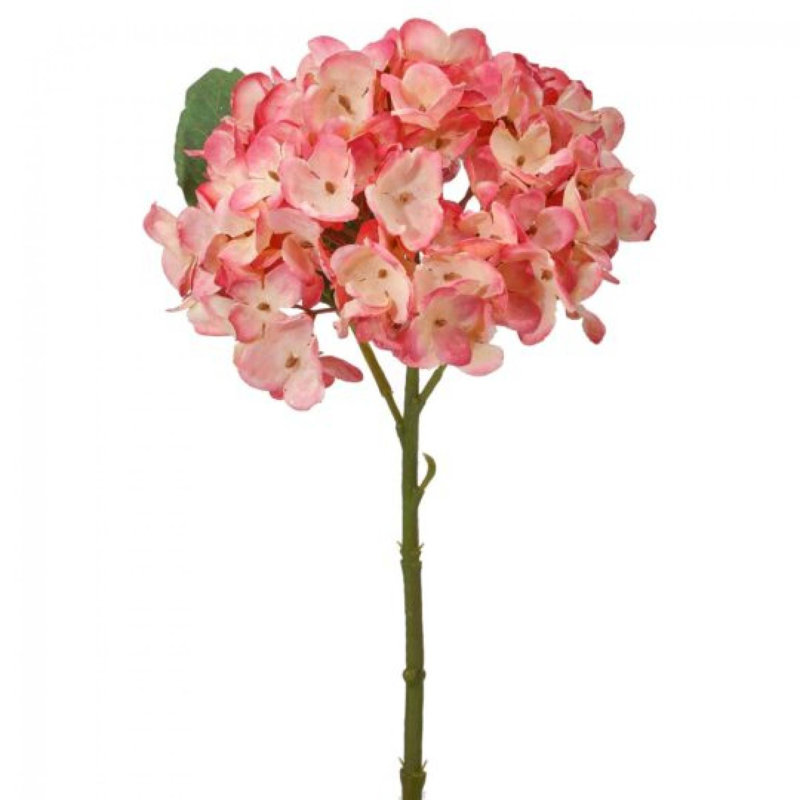 Cueillette d'hortensias séchées, Crème et rose