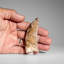 Genuine Mosasaurus Tooth In Display Case (38 Grams)