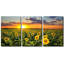 Champ de tournesols tournesols sur un fond de coucher de soleil - ensemble de 3 reproductions sur toiles tendues-56497759-124478438