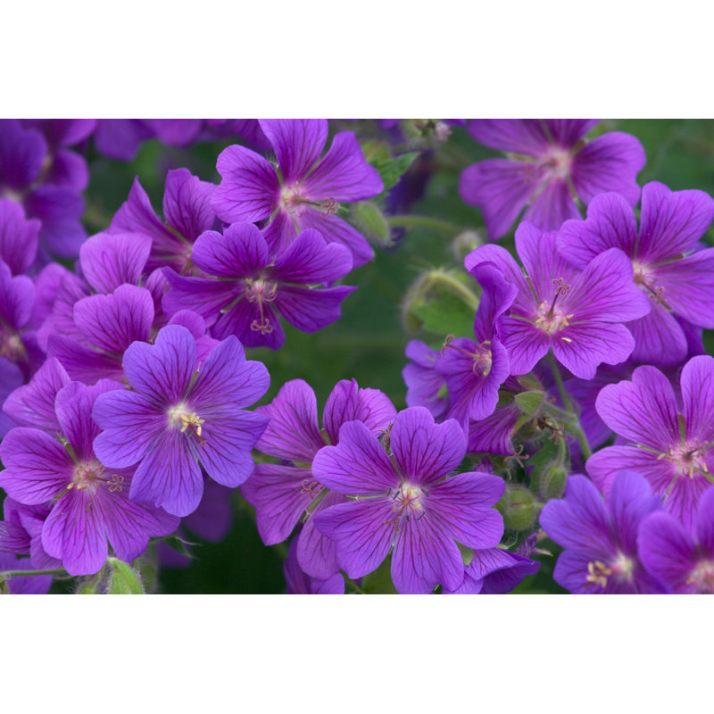 Tuberous Cranesbill - Wrapped Canvas Print, 61cm H x 91cm W x 3.8cm D