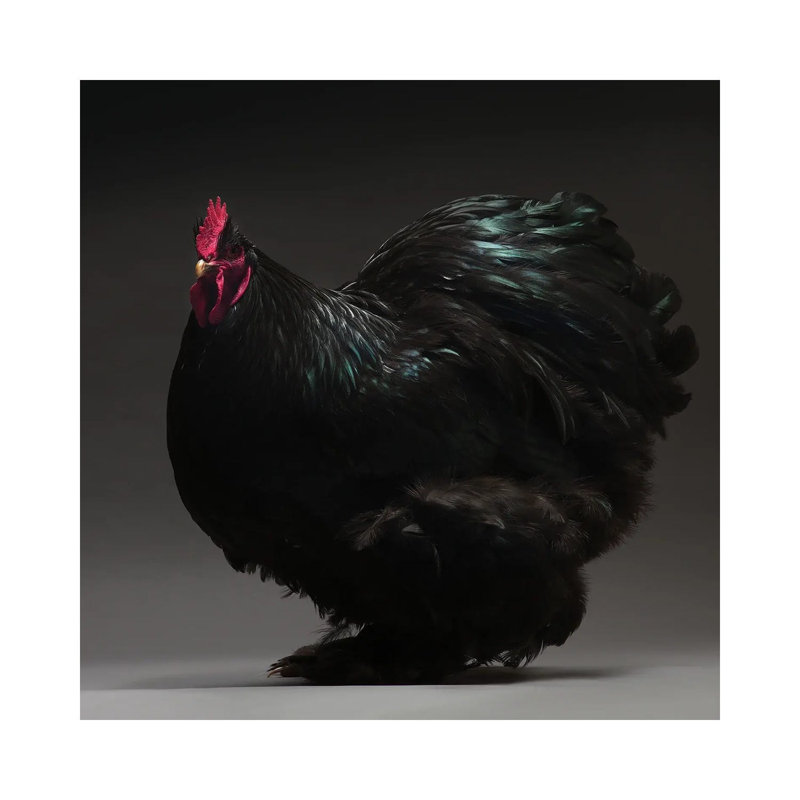 Cochin Bantam - Wrapped Canvas Print, 93.98 cm H x 93.98 cm W x 1.91 cm D