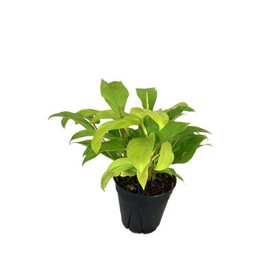 Philodendron Lemon Lime - Live Plant in a 6 Inch Growers Pot - Philodendron Hederaceum Lemon Lime - Strikingly Beautiful Indoor Air Purifying Houseplant