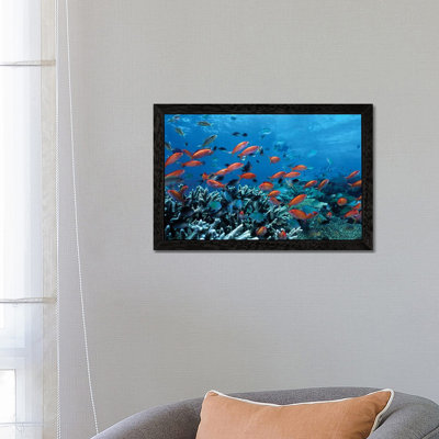 Ocean Fish Coral Reef - Print on Canvas