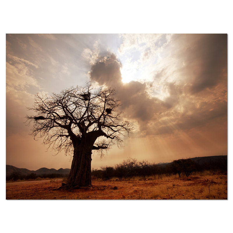 Grand baobab tree under clouds, reproduction de photo sur toile tendue, H 30 po x l 40 po x P 1 po