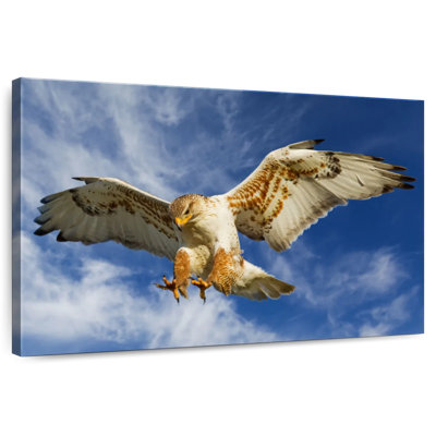 Hawk Attack