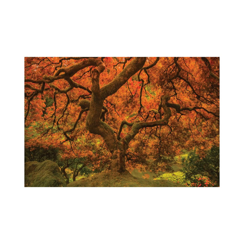Radiant Maple II by Don Schwartz - Wrapped Canvas Print, 20.32 cm H x 30.48 cm W