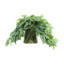 Scindapsus dans un vase en verre