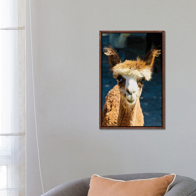 Happy Brown Alpaca by Susan Vizvary - Gallery-Wrapped Canvas Giclée on Canvas, 66.04 cm H x 45.72 cm W, Classic Wood Framed