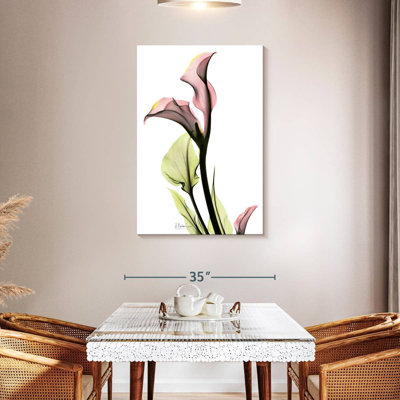 Harnek délicat, lis Calla