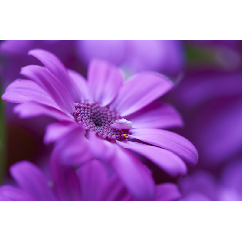 Flower by Lujing - Wrapped Canvas Print, 81cm H x 122cm W x 3.8cm D
