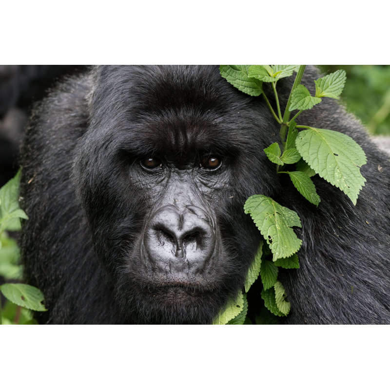 Gentle Gorilla - Wrapped Canvas Print, 81cm H x 122cm W x 3.8cm D