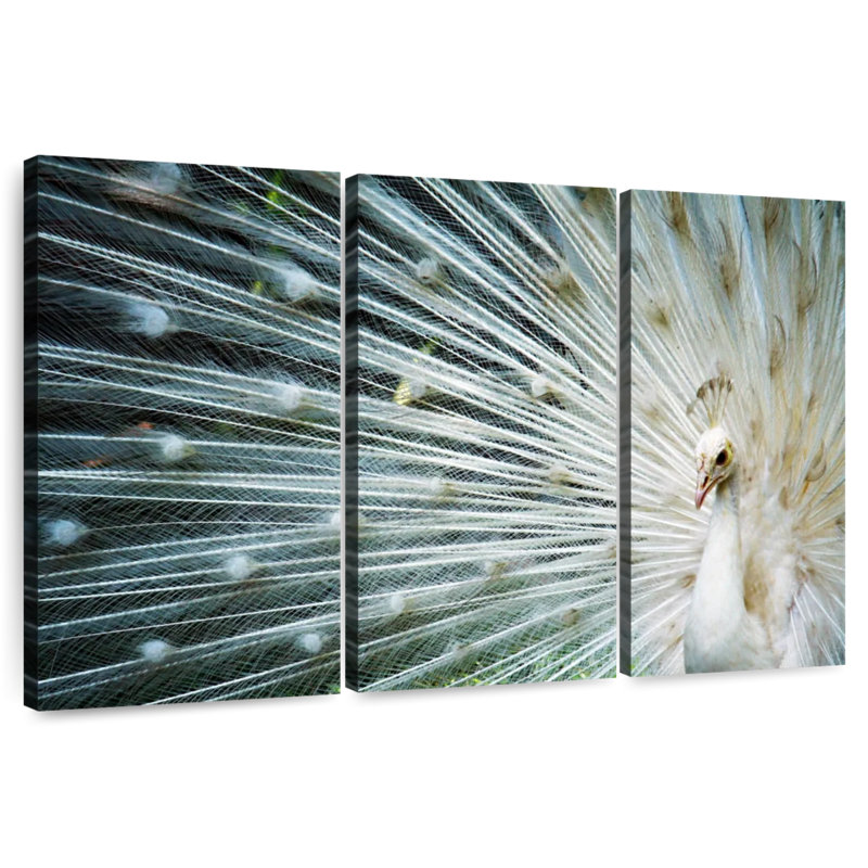 Brampt Icy White Peacock, 48" H x 74" W