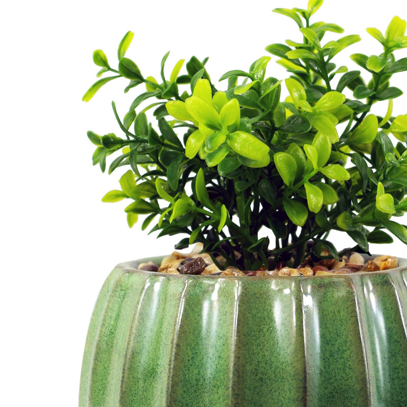 Annistin 20cm Plant