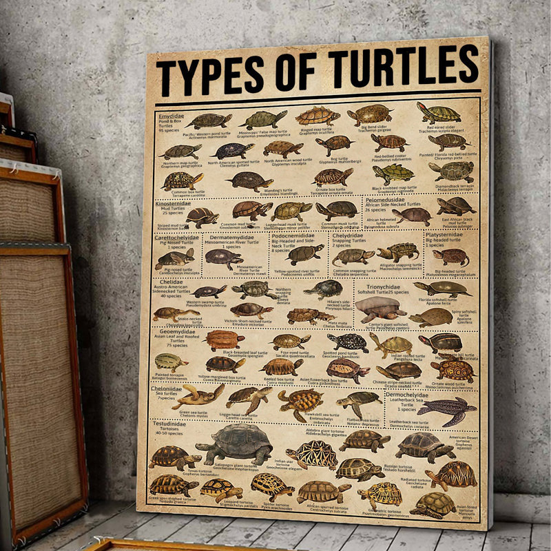 Types de tortues, toile tendue sur toile - Reptile, illustration nautique animalière, décoration intérieure brune et noire