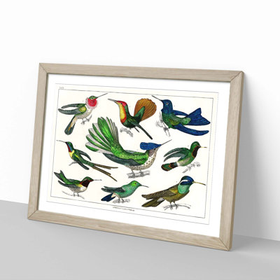Collection of Hummingbirds XXVI by Oliver Goldsmith - Picture Frame Painting