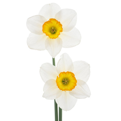 Daffodil - Wrapped Canvas Photograph
