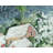 Silent Night Shower Curtain