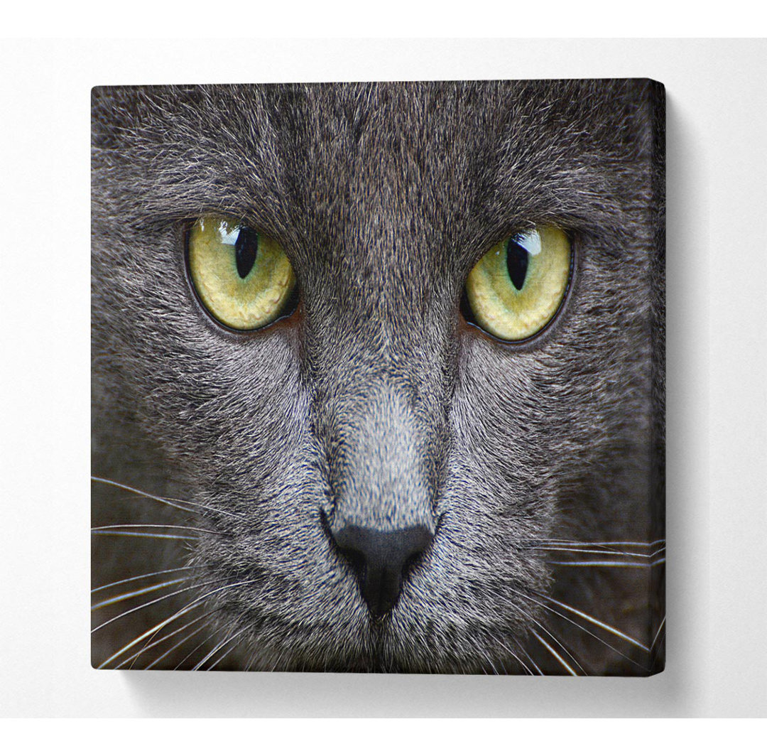 Kunstdruck Smokey Grey Cat