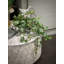 Jenner Faux Ivy Plant in Glass Vase
