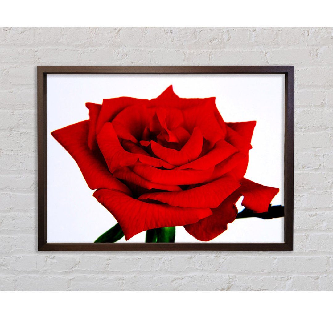 Rose In Bloom - Einzelner Bilderrahmen Kunstdrucke auf Leinwand