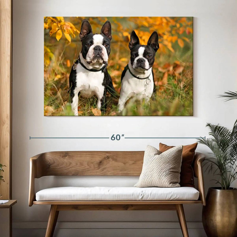 Boston Terrier Couple, H 34 po x l 51 po
