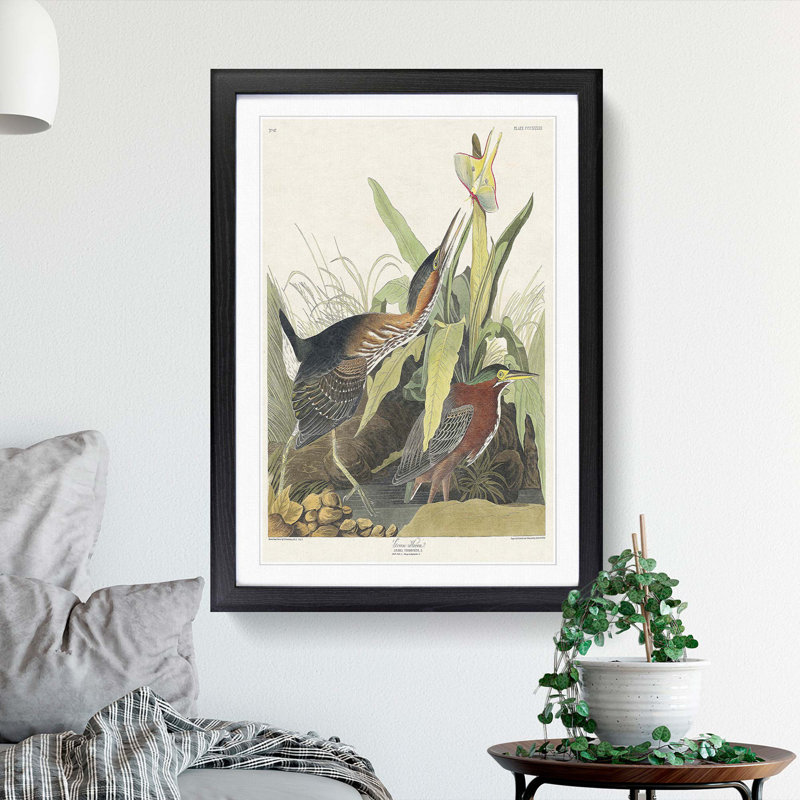Green Heron by John Audubon - Picture Frame Painting Print, Black Framed, 48cm H x 36cm W x 2cm D