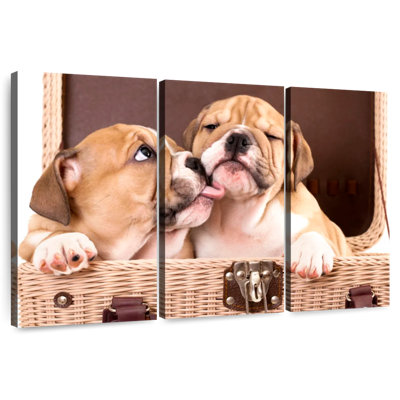 Bulldog Siblings