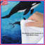 Édredon Orca-122471144