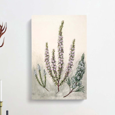 Epacris Flowers by Sarah Featon - Wrapped Canvas Painting