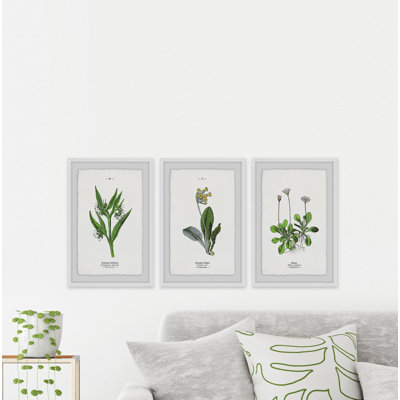 «Pulsatilla Flowers Triptych», ensemble de 3 reproductions d'art encadrées