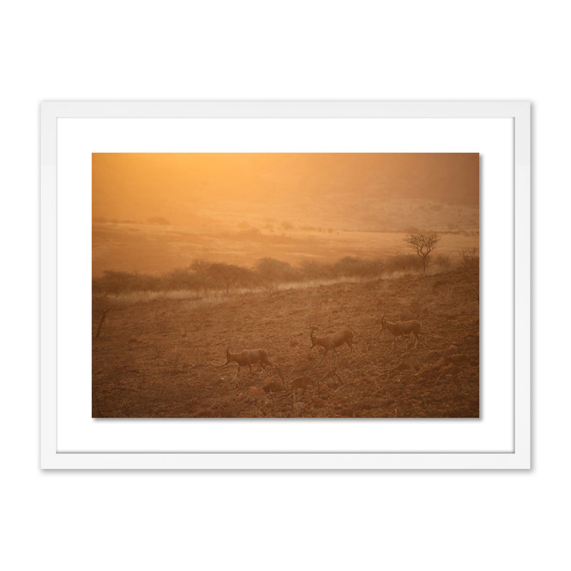 Into The Wild 1 by Jade Hammer, White, 18" H x 24" W x 1.5" D
