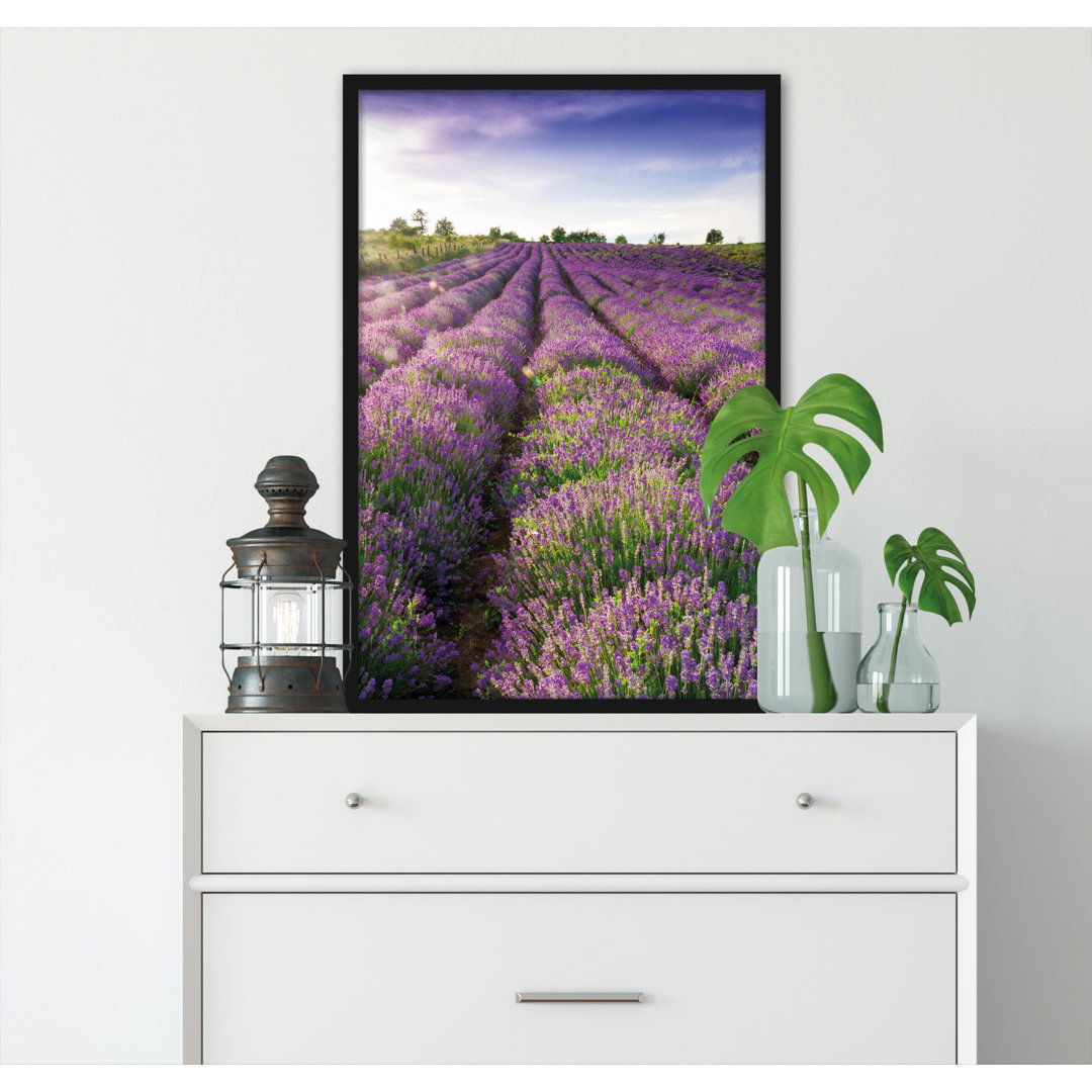 Gerahmtes Foto "Lavender Field in Provence"