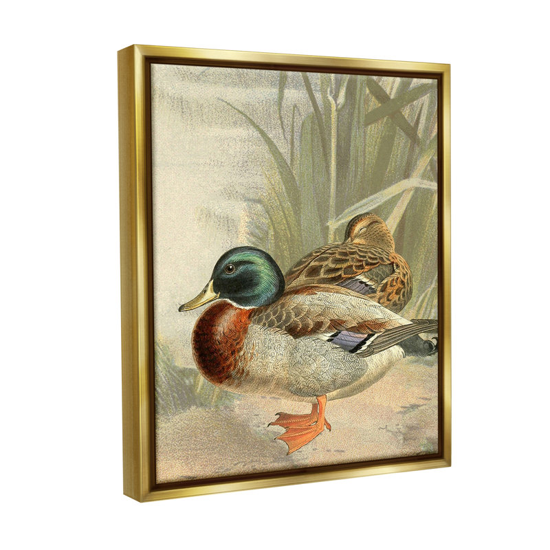 «Pond Ducks Relaxing» par Gail Fraser sur toile, Cadre flottant métallique doré, H 21 po x l 17 po