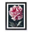Peony Flower Portrait - Framed Print-883625901-883625898