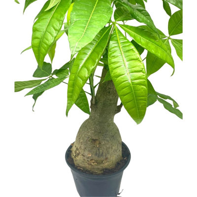 Money Tree Stump Pachira Aquatica In 6 Inch Pot