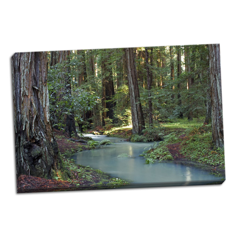 « séquoia forest i », reproduction de photo sur toile tendue