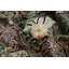 Grand tapis oriental en soie 12x15