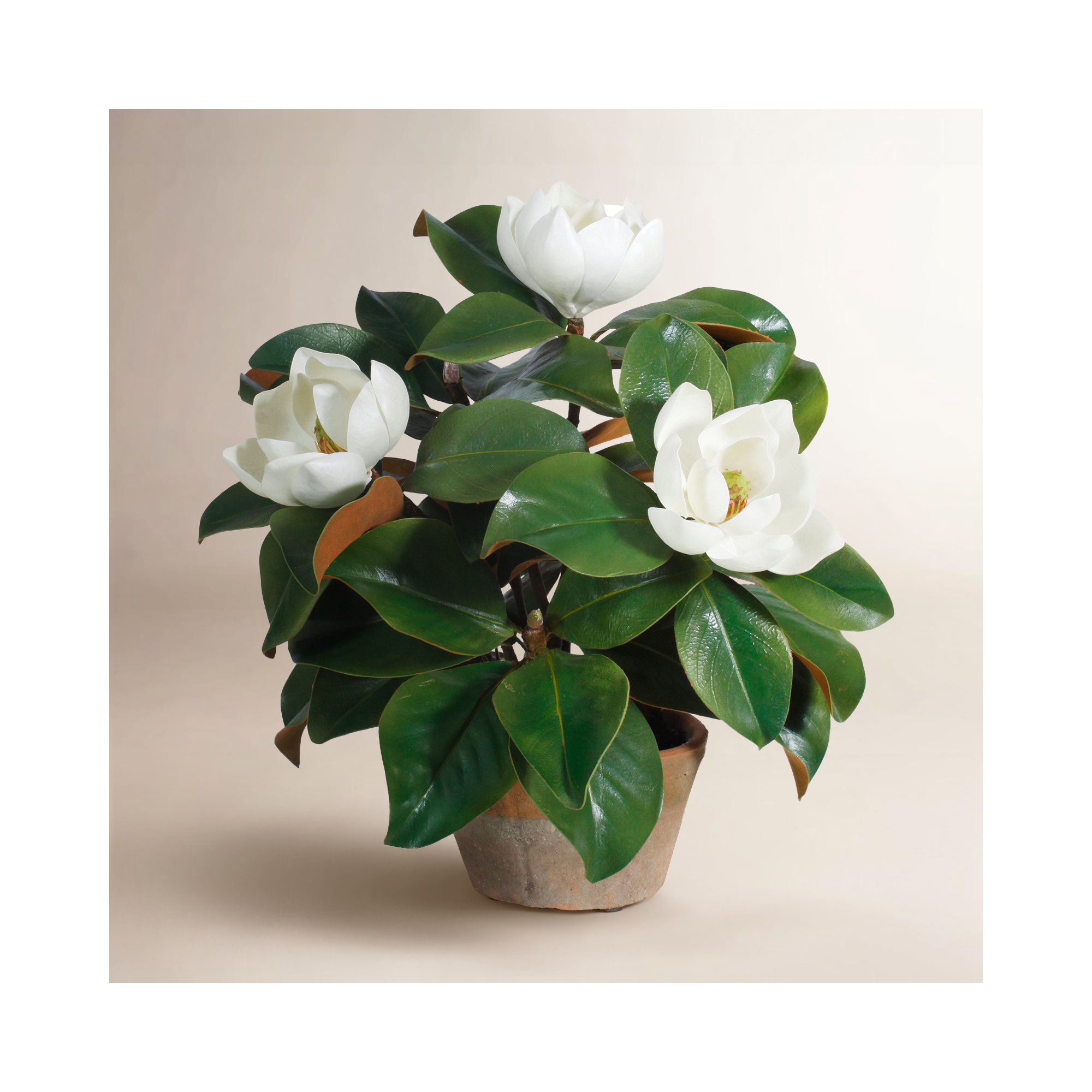 Garden Magnolia Floral Arrangement in Planter, 17" H x 18" W x 18" D